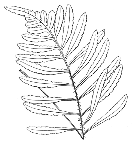 Fern Leaf Coloring Page